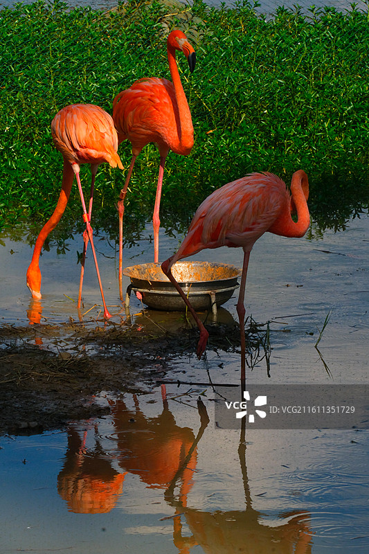 南湖公园的火烈鸟图片素材