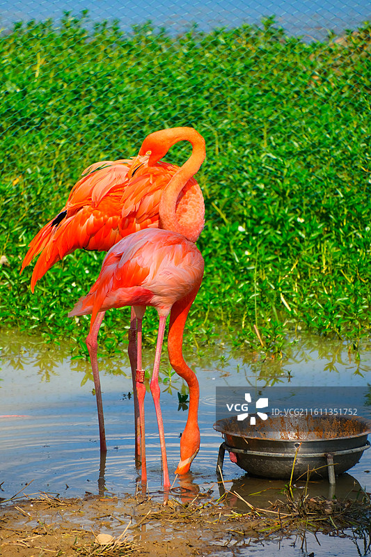 南湖公园的火烈鸟图片素材