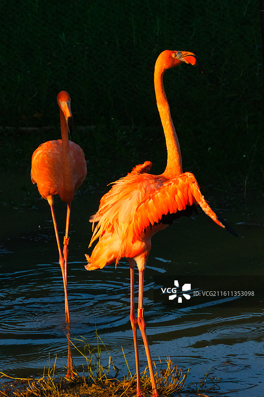 广西南宁南湖公园夕阳下的火烈鸟图片素材