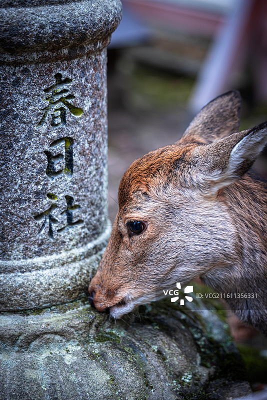 奈良神鹿与镜头对视，刻有"春日社"的石柱旁，眼神清澈灵动，捕捉人与动物心灵交流的温暖瞬间。图片素材