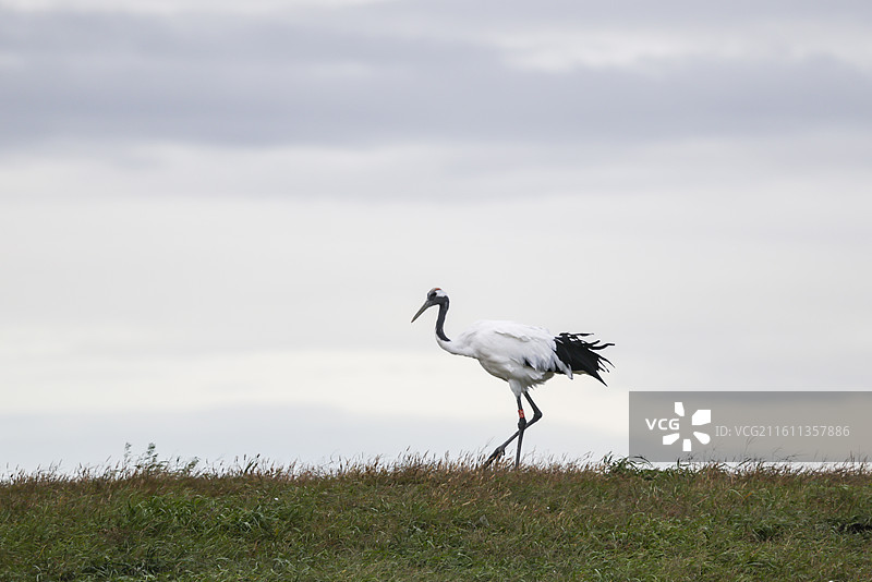 齐齐哈尔扎龙保护湿地丹顶鹤飞翔走路鹤鸣等组图图片素材