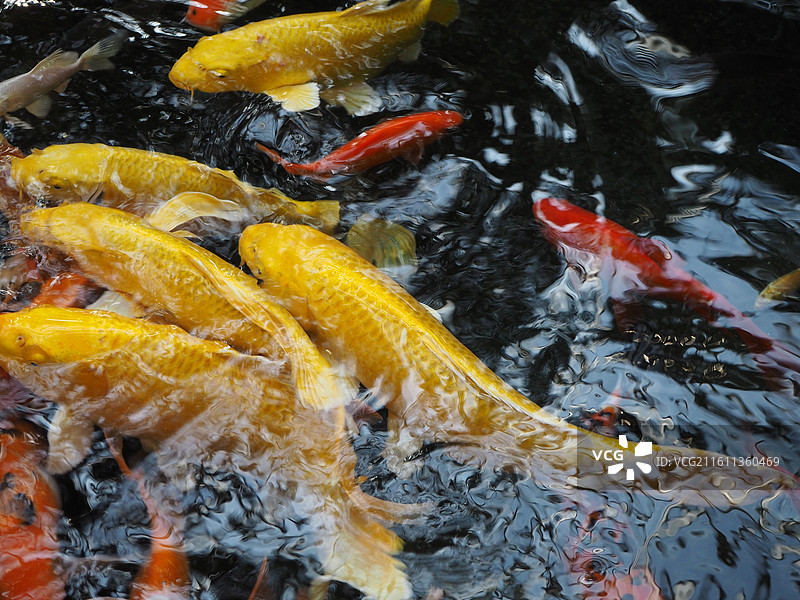 金色锦鲤和红色锦鲤—唐山南湖开滦旅游景区—唐山植物园—万象森林图片素材
