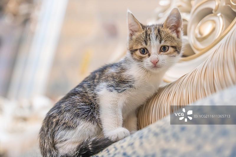 中华田园猫  特写   简州猫 狸花猫 白猫 三花猫 玩耍 居家 宠物 可爱 电商 幼猫 小奶猫图片素材