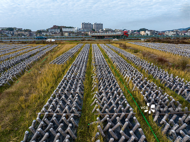 江西抚州金溪县黑木耳食用菌基地排列整齐的菌棒，黑木耳丰收，农民采摘黑木耳。图片素材