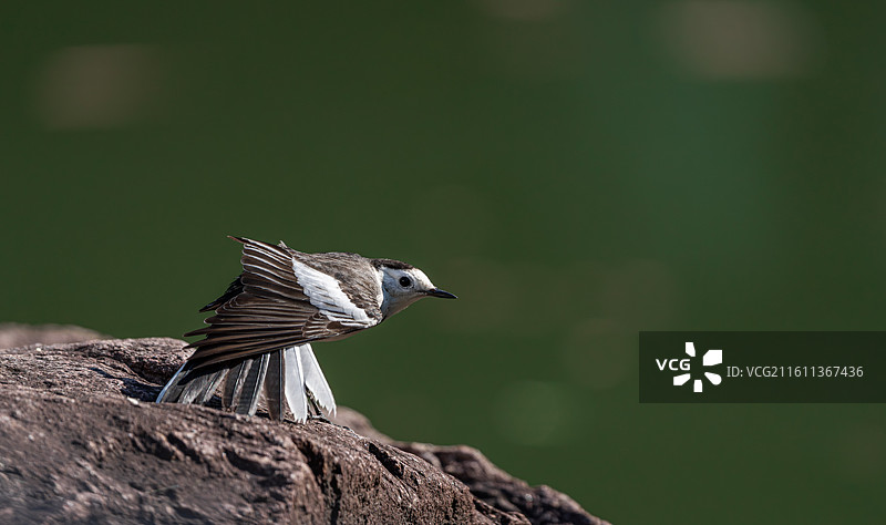 最高礼仪（白鹡鸰）图片素材