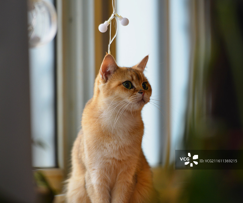 北京：猫小院图片素材