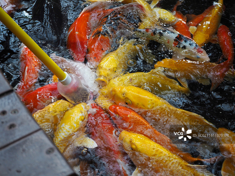 喂鱼 景区投喂锦鲤—唐山南湖开滦旅游景区—唐山植物园—万象森林图片素材