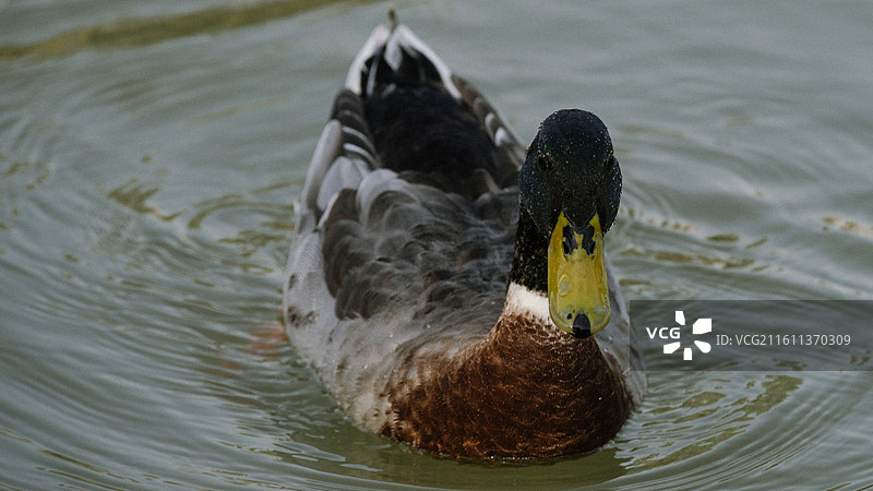 西安浐灞国家湿地公园观鸟图片素材