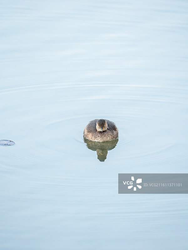 武汉东湖小䴙䴘图片素材