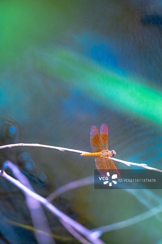 肥城湿地公园图片素材