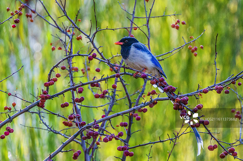 红嘴蓝鹊与红豆图片素材