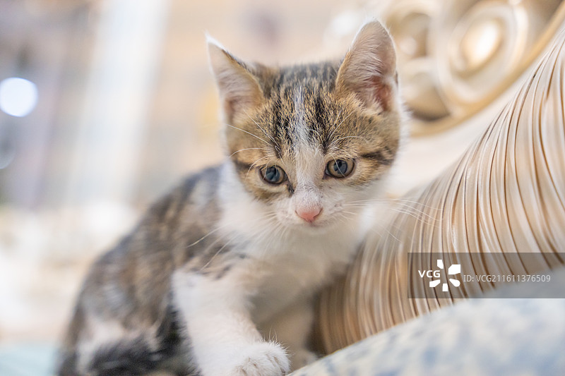 中华田园猫  特写   简州猫 狸花猫 白猫 三花猫 玩耍 居家 宠物 可爱 电商 幼猫 小奶猫图片素材