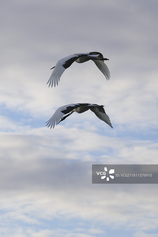 齐齐哈尔扎龙保护湿地丹顶鹤飞翔走路鹤鸣等组图图片素材