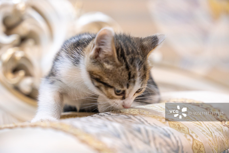 中华田园猫  特写   简州猫 狸花猫 白猫 三花猫 玩耍 居家 宠物 可爱 电商 幼猫 小奶猫图片素材