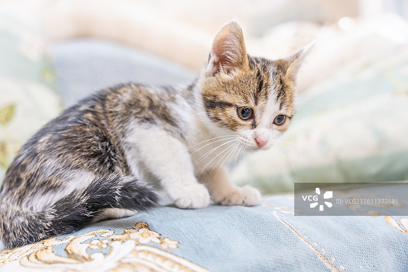 中华田园猫  特写   简州猫 狸花猫 白猫 三花猫 玩耍 居家 宠物 可爱 电商 幼猫 小奶猫图片素材