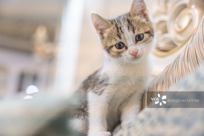 中华田园猫  特写   简州猫 狸花猫 白猫 三花猫 玩耍 居家 宠物 可爱 电商 幼猫 小奶猫图片素材