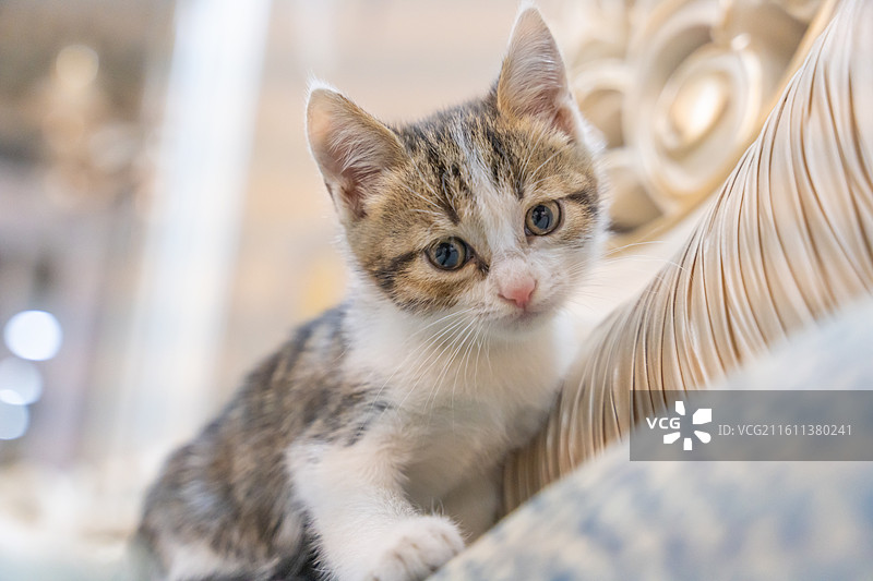中华田园猫  特写   简州猫 狸花猫 白猫 三花猫 玩耍 居家 宠物 可爱 电商 幼猫 小奶猫图片素材