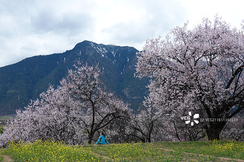 西藏林芝市巴宜区嘎拉村桃花油菜花嘎拉桃花村：林芝桃花节主会场图片素材