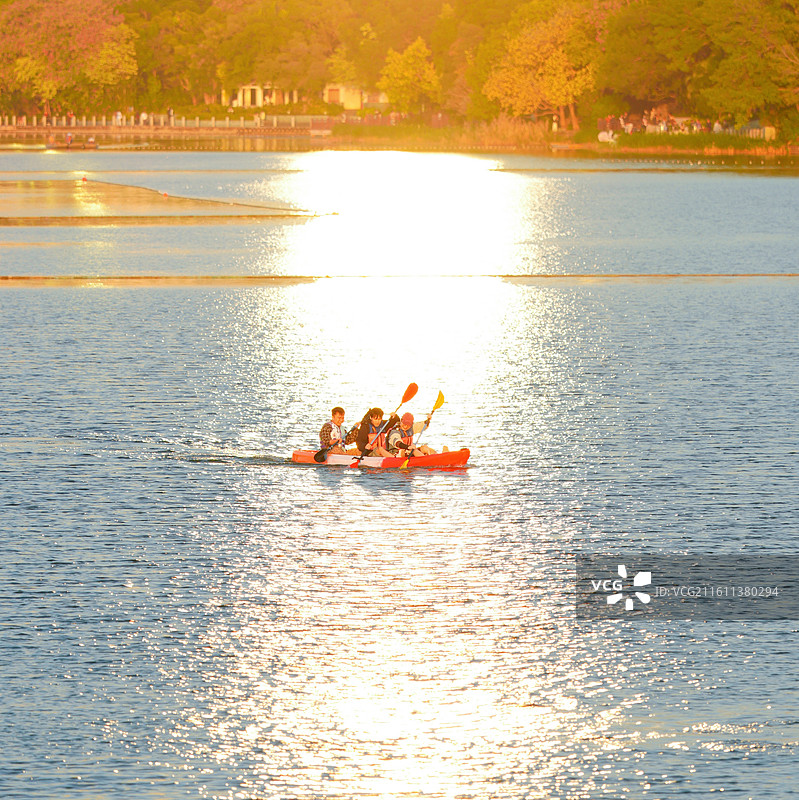 南宁市南湖公园月季花开了图片素材