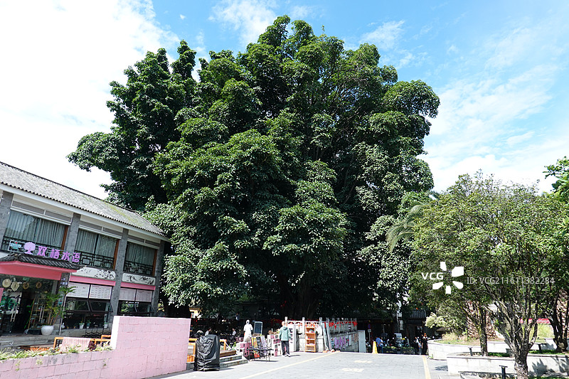 云南大理古城夫妻树图片素材