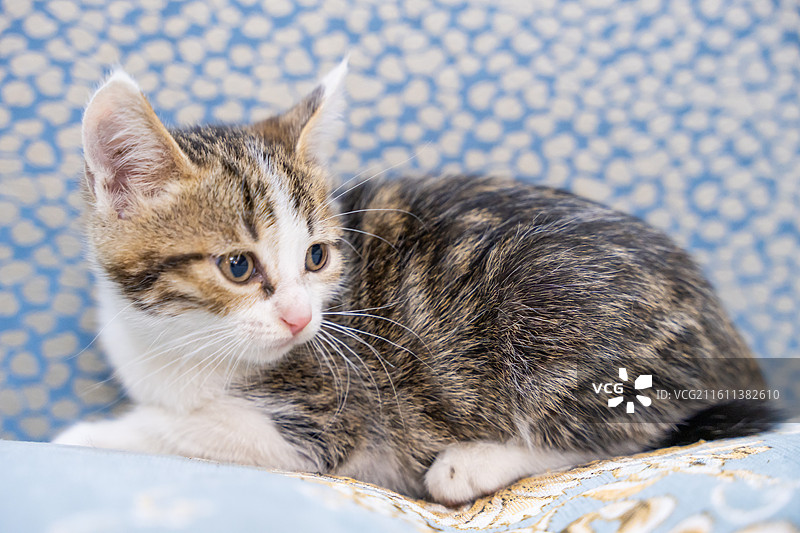 中华田园猫  特写   简州猫 狸花猫 白猫 三花猫 玩耍 居家 宠物 可爱 电商 幼猫 小奶猫图片素材