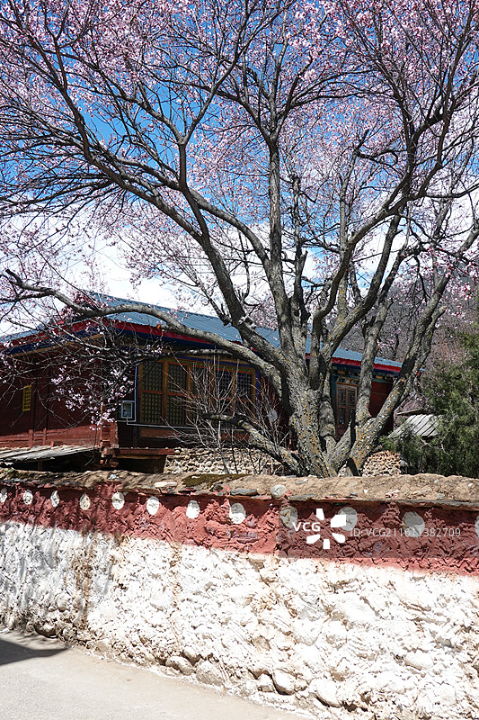 西藏林芝市波密县倾多镇倾多寺桃花盛开：波密桃花沟图片素材