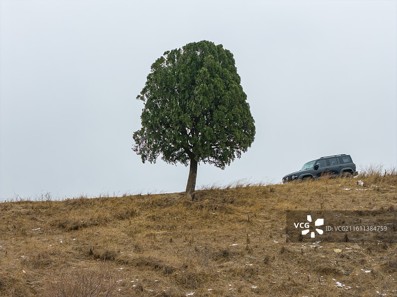济南跑马岭孤独的树图片素材