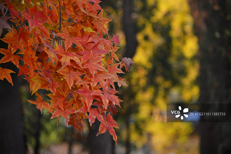 北京：钓鱼台国宾馆的秋景图片素材