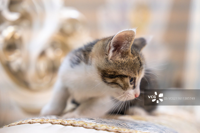 中华田园猫  特写   简州猫 狸花猫 白猫 三花猫 玩耍 居家 宠物 可爱 电商 幼猫 小奶猫图片素材