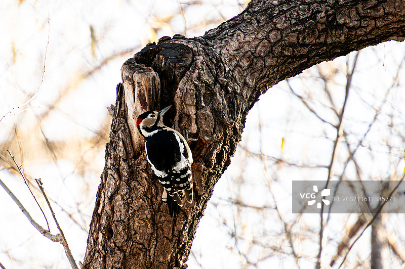 2025年12月15日，北京玉渊潭，觅食的大斑啄木鸟图片素材