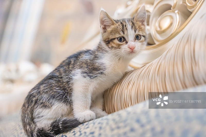 中华田园猫  特写   简州猫 狸花猫 白猫 三花猫 玩耍 居家 宠物 可爱 电商 幼猫 小奶猫图片素材