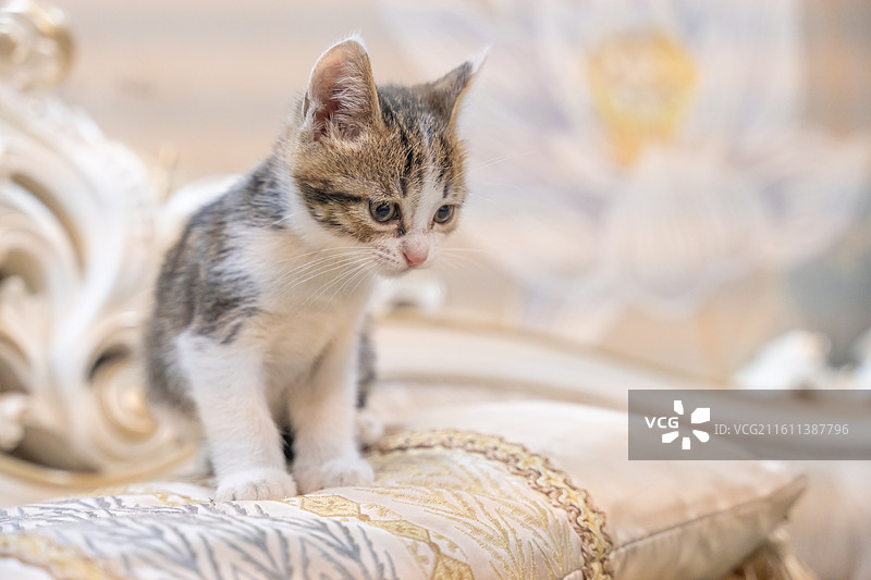 中华田园猫  特写   简州猫 狸花猫 白猫 三花猫 玩耍 居家 宠物 可爱 电商 幼猫 小奶猫图片素材