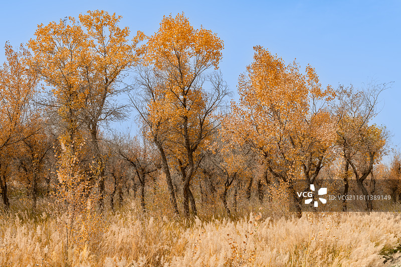 金湖杨林公园图片素材