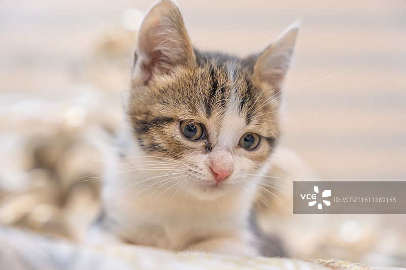中华田园猫  特写   简州猫 狸花猫 白猫 三花猫 玩耍 居家 宠物 可爱 电商 幼猫 小奶猫图片素材