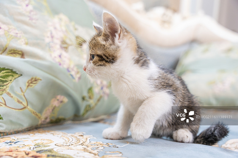 中华田园猫  特写   简州猫 狸花猫 白猫 三花猫 玩耍 居家 宠物 可爱 电商 幼猫 小奶猫图片素材