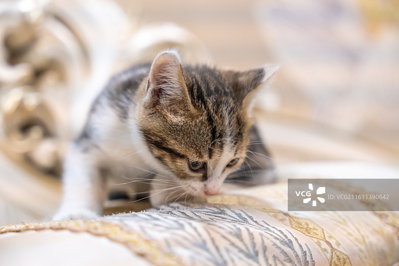 中华田园猫  特写   简州猫 狸花猫 白猫 三花猫 玩耍 居家 宠物 可爱 电商 幼猫 小奶猫图片素材
