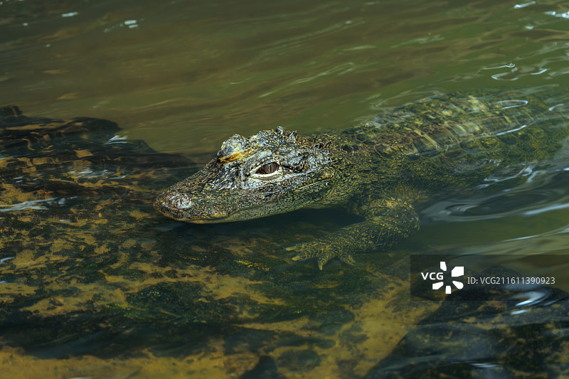 扬子鳄图片素材