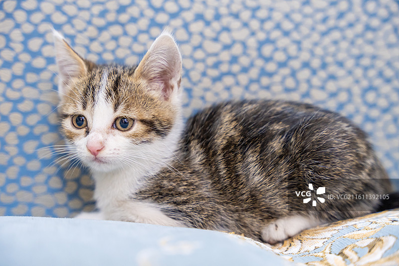 中华田园猫  特写   简州猫 狸花猫 白猫 三花猫 玩耍 居家 宠物 可爱 电商 幼猫 小奶猫图片素材