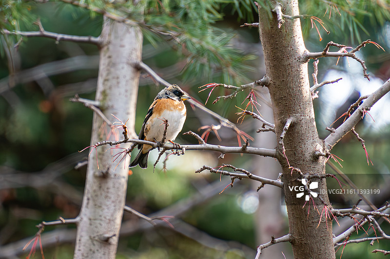 2025年12月19日，北京玉渊潭公园，枝头上的燕雀图片素材