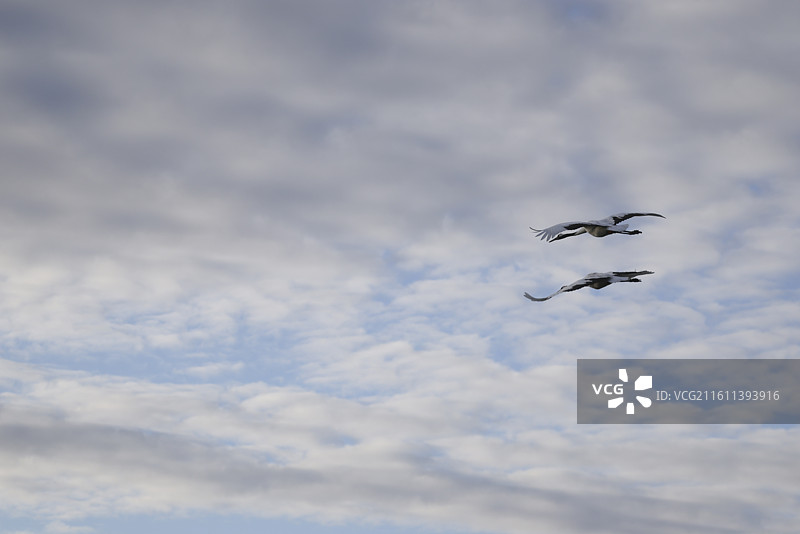 齐齐哈尔扎龙保护湿地丹顶鹤飞翔走路鹤鸣等组图图片素材