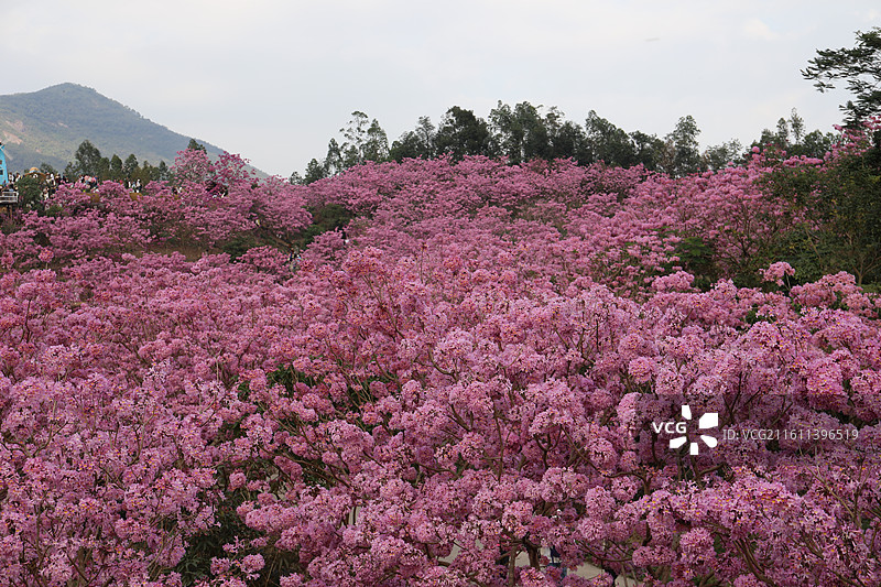 广东省江门市新会绿美生态园绣球紫花风铃木基地山花烂漫图片素材