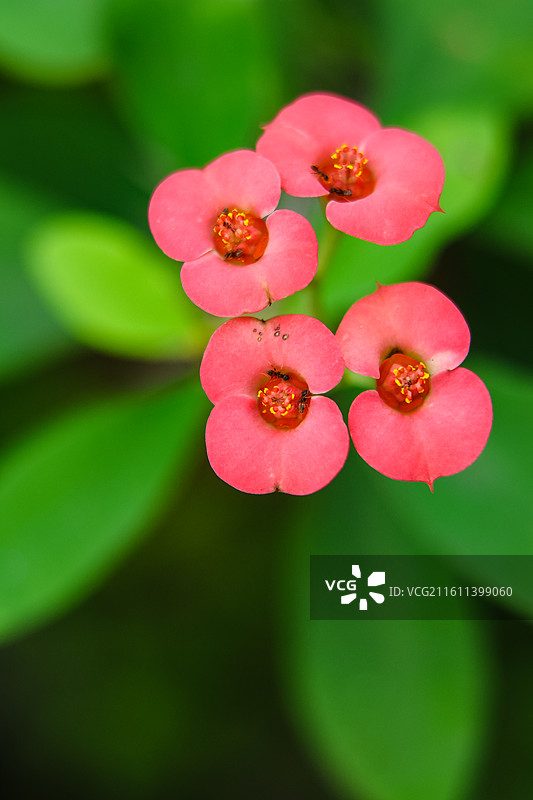 天台绽放的铁海棠（虎刺梅）……图片素材