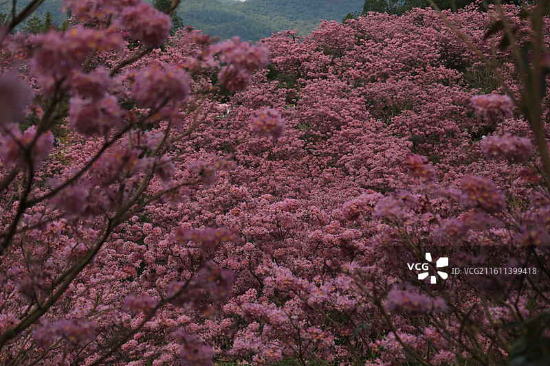 广东省江门市新会绿美生态园绣球紫花风铃木基地山花烂漫图片素材