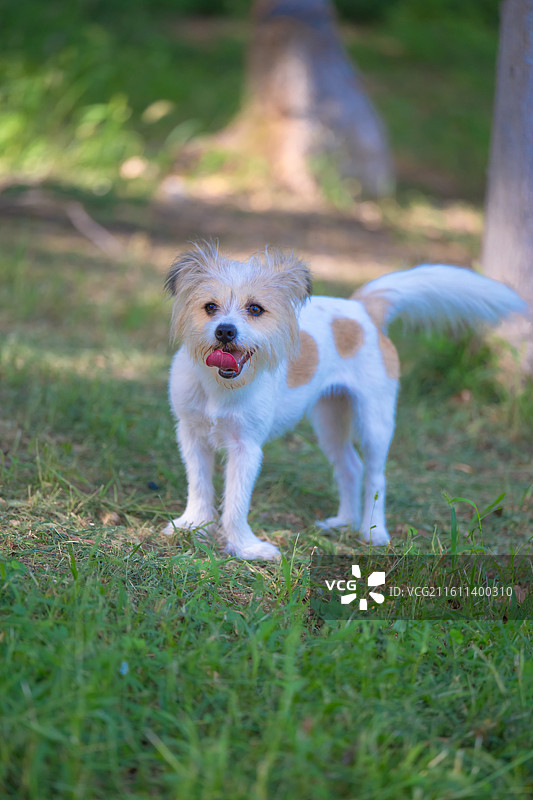 肥城湿地公园图片素材
