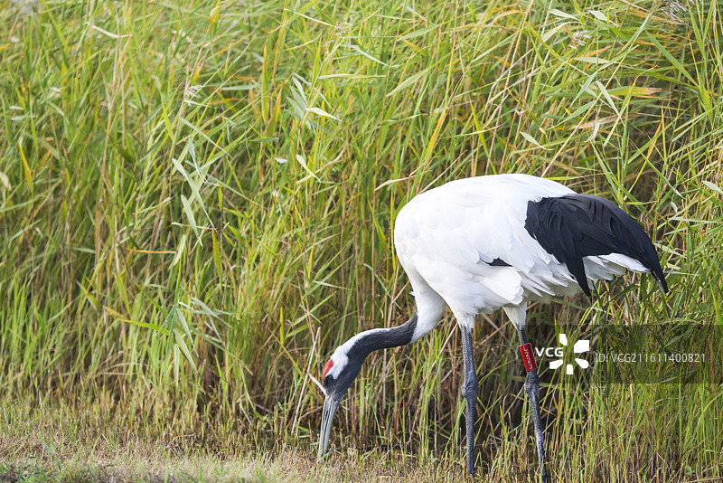 齐齐哈尔扎龙保护湿地丹顶鹤飞翔走路鹤鸣等组图图片素材