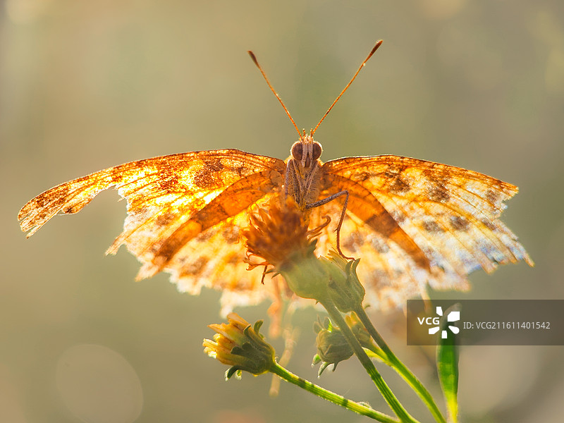 晨晖裹残翅图片素材