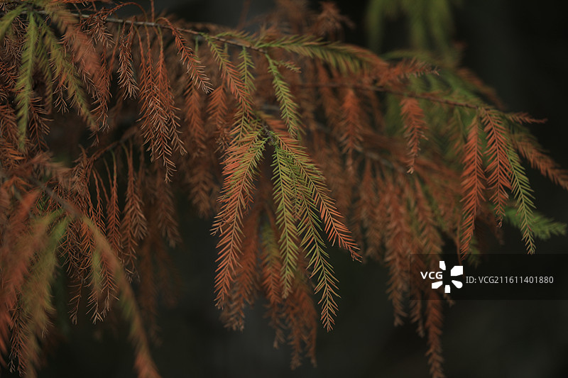 广东江门新会石涧公园的落羽杉红了图片素材