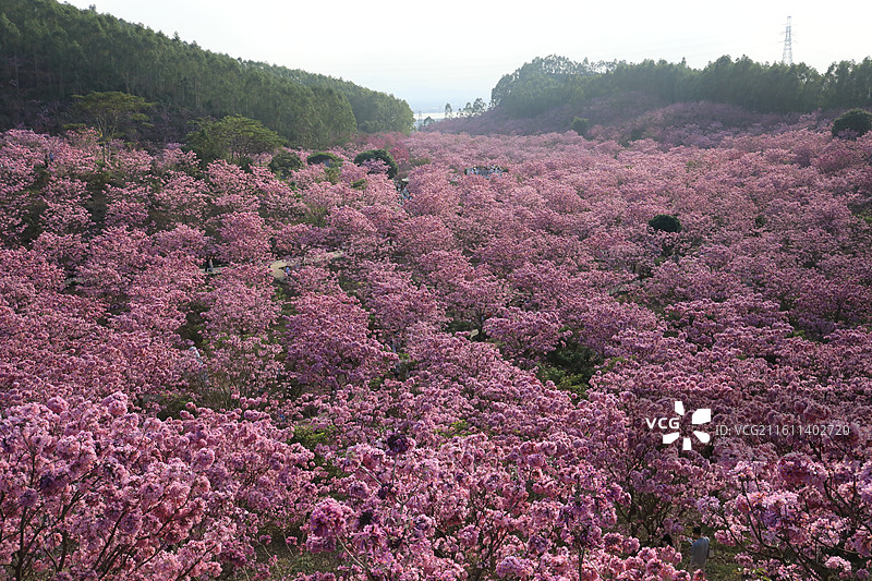 广东省江门市新会绿美生态园绣球紫花风铃木基地山花烂漫图片素材