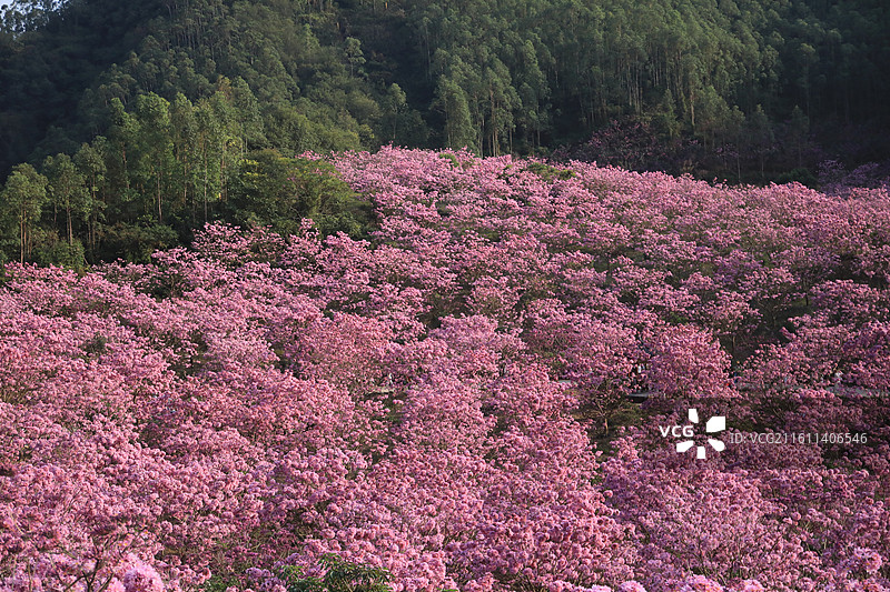 广东省江门市新会绿美生态园绣球紫花风铃木基地山花烂漫图片素材