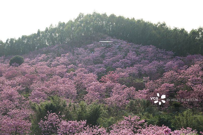 广东省江门市新会绿美生态园绣球紫花风铃木基地山花烂漫图片素材